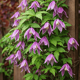 Клематис Columella