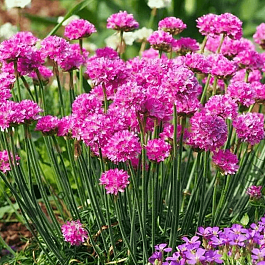 Армерия приморская Morning Star Deep Rose