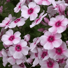 Флокс метельчатый Kirmesländer