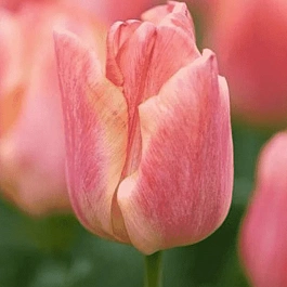 Тюльпан Passio Sweet