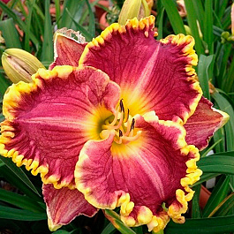 Лилейник гибридный Дарья