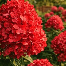 Гортензия метельчатая Panflora ТОЛЬКО САМОВЫВОЗ