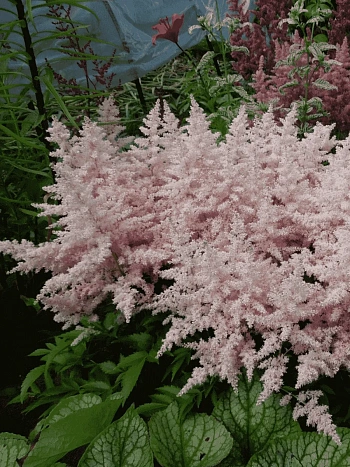 Астильба гибридная Younique Silverypink