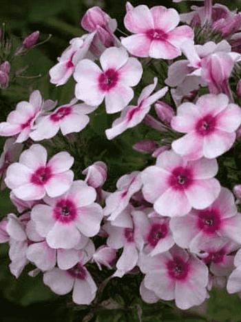 Флокс метельчатый Kirmesländer