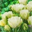 Тюльпан Maureen