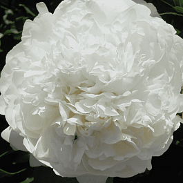 Пион Молочноцветковый Ann Cousins