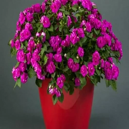 Бальзамин Musica Electric Purple