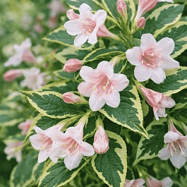 Вейгела цветущая  Variegata