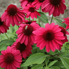 Эхинацея пурпурная Baja Burgundy