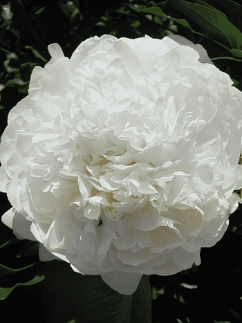 Пион Молочноцветковый Ann Cousins