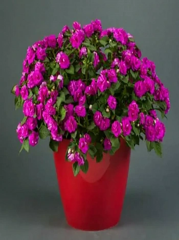 Бальзамин Musica Electric Purple