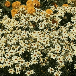 Кореопсис крупноцветковый Buttermilk