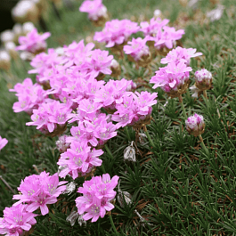 Армерия можжевелолистная