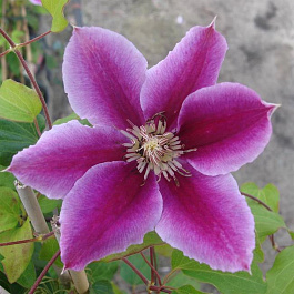 Клематис крупноцветковый Доктор Раппел