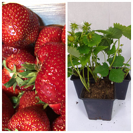 Земляника садовая Кимберли НАБОР 3ШТ Земляника садовая Кимберли НАБОР 3ШТ