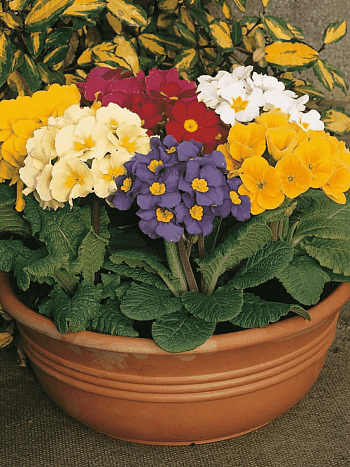 Примула высокая