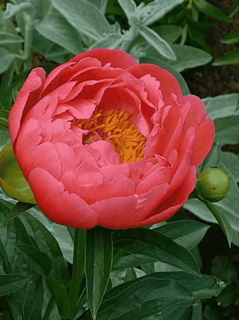 Пион Молочноцветковый Coral Sunset