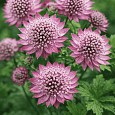 Астранция большая Primadonna