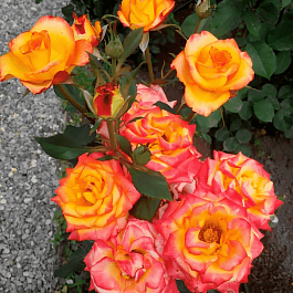 Роза Чайно-гибридная High magic