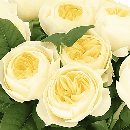 Роза Флорибунда Nona