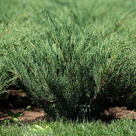 Можжевельник казацкий Блю Спаркл Можжевельник казацкий Блю Спаркл