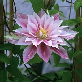 Клематис Andromeda