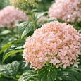 Гортензия древовидная Bella Ragazza Blanchetta