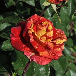 Роза чайно-гибридная Фреска Валентина