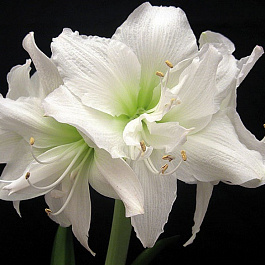 Амариллис махровый Вайт Пикок