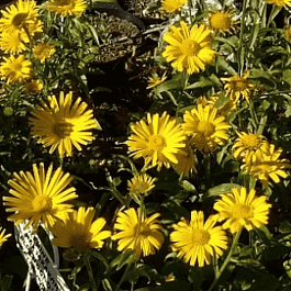 Хризантема молочноцветковая