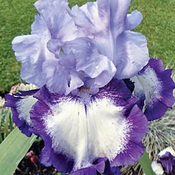 Ирис бородатый Он Ейдж