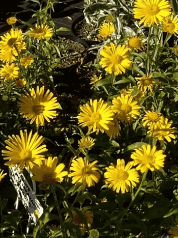 Хризантема молочноцветковая