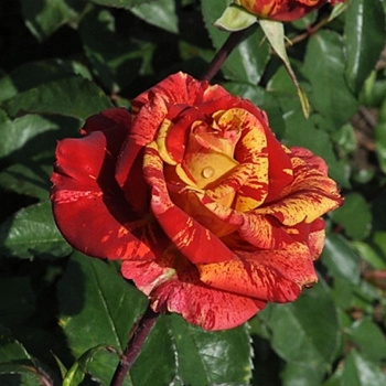 Роза чайно-гибридная Фреска Валентина Роза чайно-гибридная Фреска Валентина