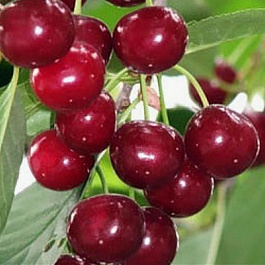 Вишня обыкновенная Саратовская малышка (Дюк)