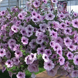 Петуния ампельная Опера Лилак Айс