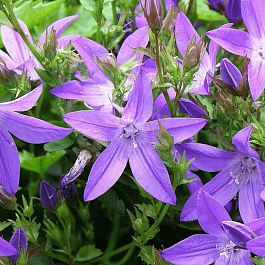 Колокольчик Пожарского