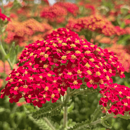 Тысячелистник обыкновенный Red Velvet