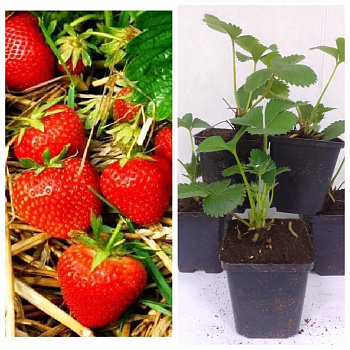 Земляника садовая Эльвира НАБОР 5ШТ