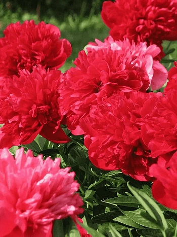 Пион Молочноцветковый Diana Parks