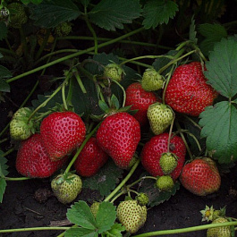 Земляника садовая Елизавета 2