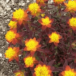 Молочай многоцветковый Bonfire