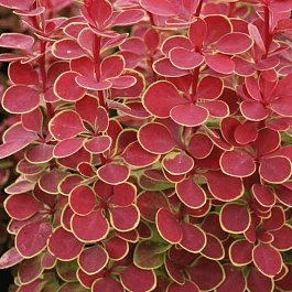 Барбарис Тунберга Orange Sunrise