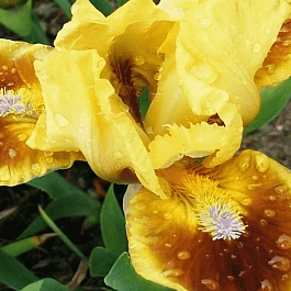 Ирис карликовый Meadow Court