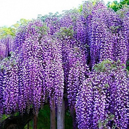 Глициния китайская Пролифик