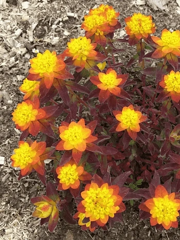 Молочай многоцветковый Bonfire