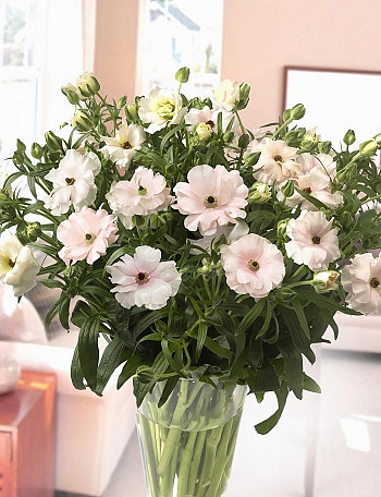 Лютик гибридный Баттерфляй Ариадна