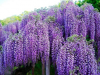 Глициния китайская Пролифик