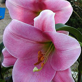 Лилия лонгифлорум Пинк Хевен