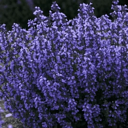 Котовник Фассена Picture Purrfect