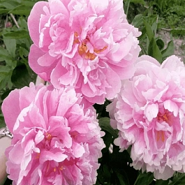 Пион Молочноцветковый Catharina Fontyn